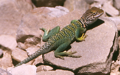 Photo of lizard by John Hunter