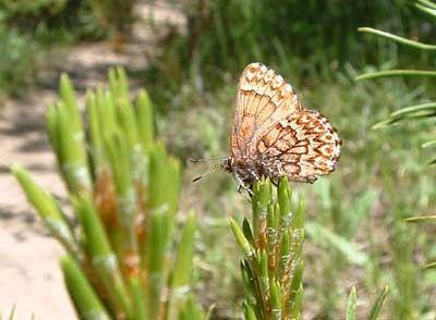 Photo of butterfly along the trail