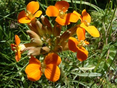 Photo of orange flower