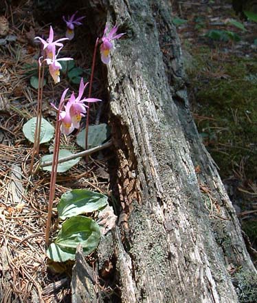 Photo of orchids growing in fallen log