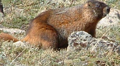 Photo of Marmot on Rock Cut Trail