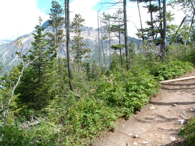 photo of Bear's Hump trail