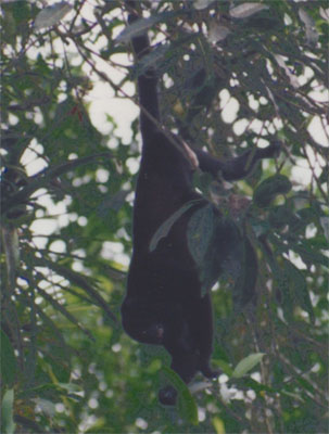Photo of howler monkey in tree