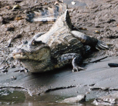 photo of aligator