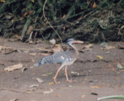 photo of bird on river bank