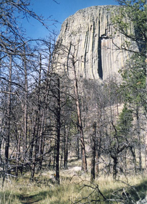 Photo of Devils Tower through burned trees