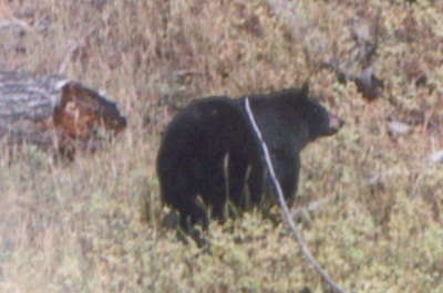 Photo of bear in Yellowstone