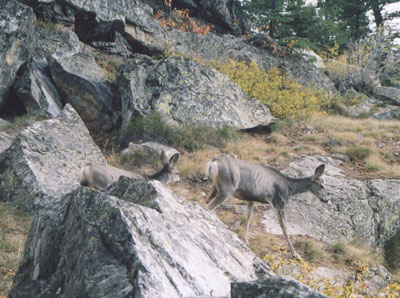 Photo on Inspiration Point Trail. By John Hunter, Grand Teton National Park, 28 September 2002
