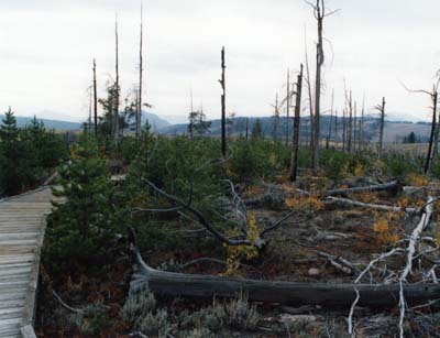 Photo of Yellowstone NP