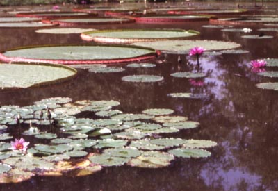 Lilypads in the National Arboretum