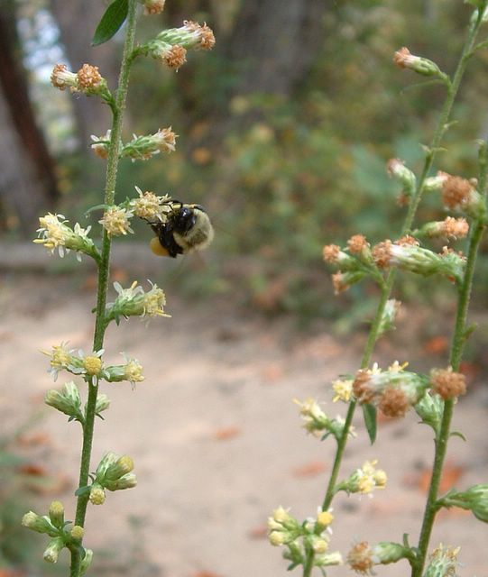photo of Bee and Flowers, Mason Neck State Park