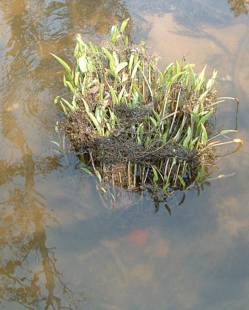 photo of pond plant, Mason Neck State Park