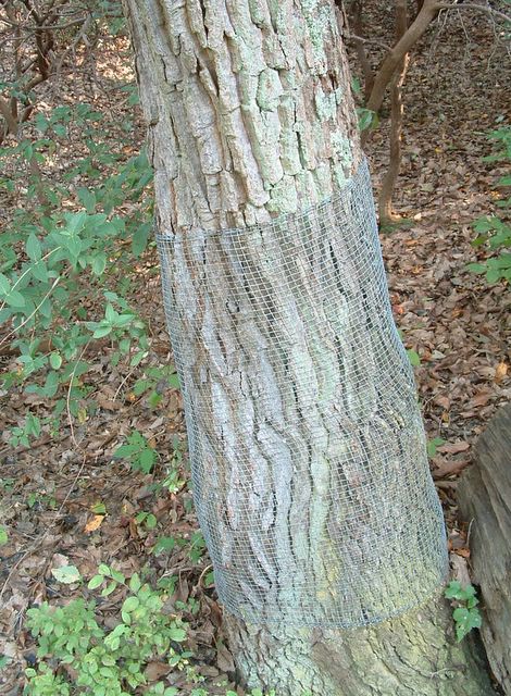 photo of tree wrapped in wire mesh, Mason Neck State Park, Virginia