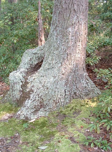 photo of tree, Mason Neck State Park, VA