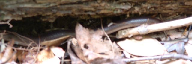 Blurry photo of a snake