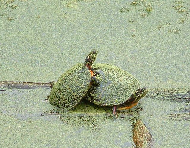 photo of turtles in green pond