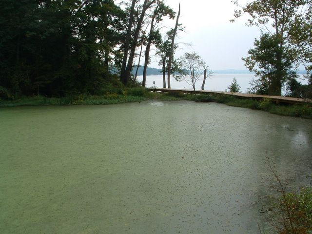 photo of green pond overlooking bay