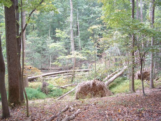 photo of fallen trees in Mason Neck State Park trail