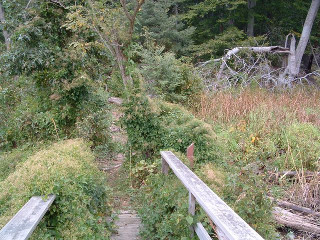 photo of overgrown trail