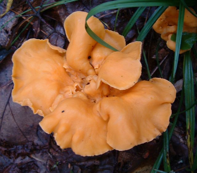 photo of orange mushroom on the Appalachian Trail