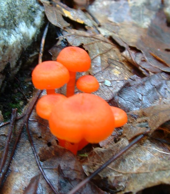 photo of orange mushrooms along the Appalachian Trail