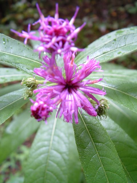 photo of purple flower