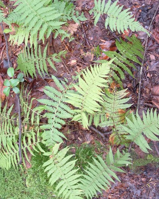photo of ferns on the Appalachian Trail, Pennsylvania, 2003