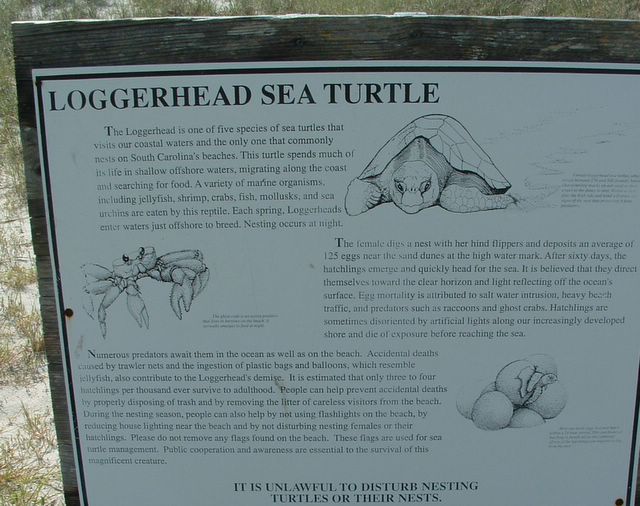 photo of Loggerhead Sea Turtle sign