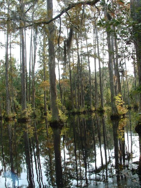 photo of Cypress Swamp