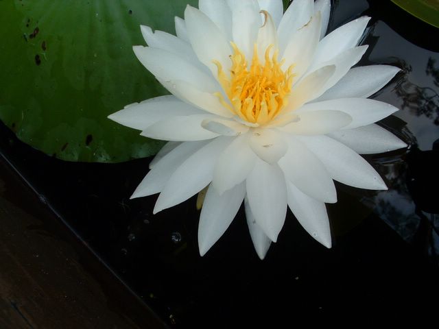 photo of water lilly flower