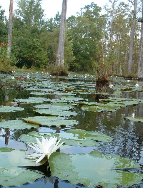 photo of water lilies