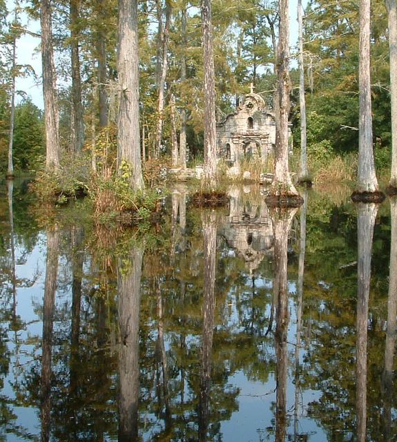 photo of cypress trees