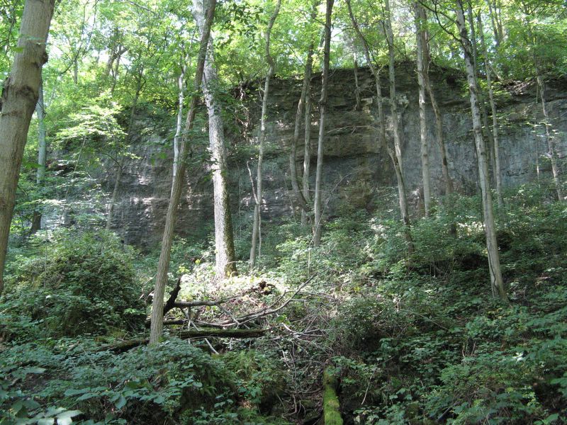 Trees - Clifton Gorge State Nature Preserve