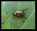 Japanese Beetle - Clifton Gorge State Nature Preserve