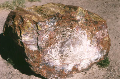 Photo of petrified tree stump by John Hunter