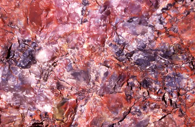 Photo of petrified wood by John Hunter