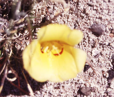 Photo of a flower