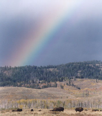 Photo of Rainbow with Buffalo in foreground - Grand Teton National Park 1 Oct 2002