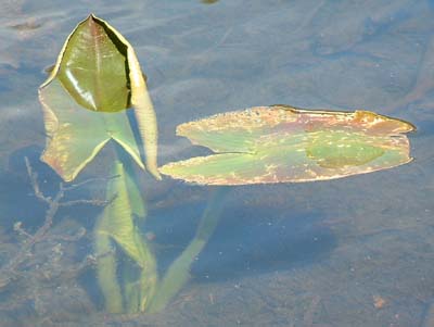 Photo of Lily pad on Nymph Lake