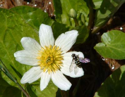 Photo of bee on White Flower