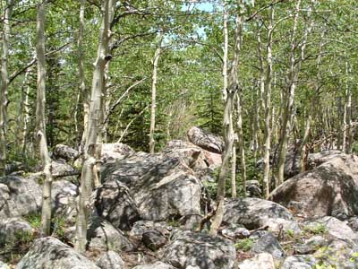 Photo of aspen Tree grove along the trail