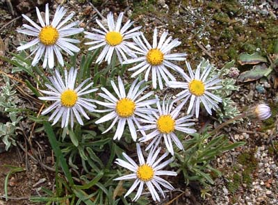 Photo of White Flowers