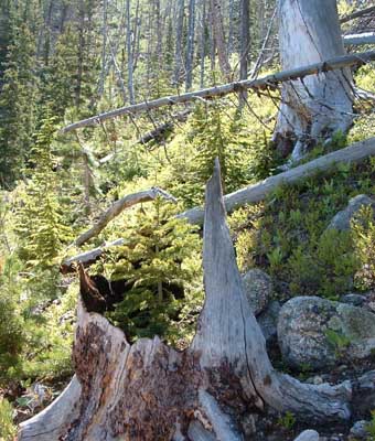 Photo of tree growing in the stump of another tree