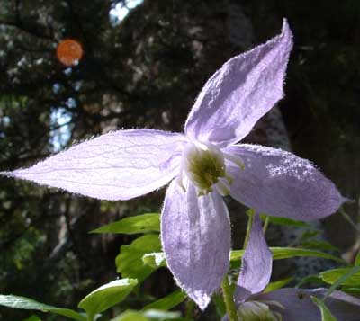 Photo of purple flower