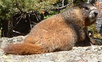Photo of a marmot