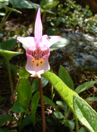 Photo of Orchid