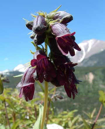 Photo of flowers