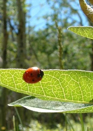 Photo of ladybug