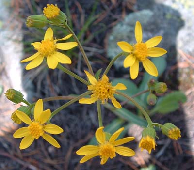 Photo of yellow flowers