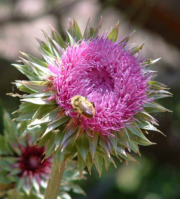 Photo of Purple Flower along Mesa Trail, by John Hunter 2003